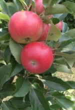 Æbler af sorten Discovery Malus Domestica